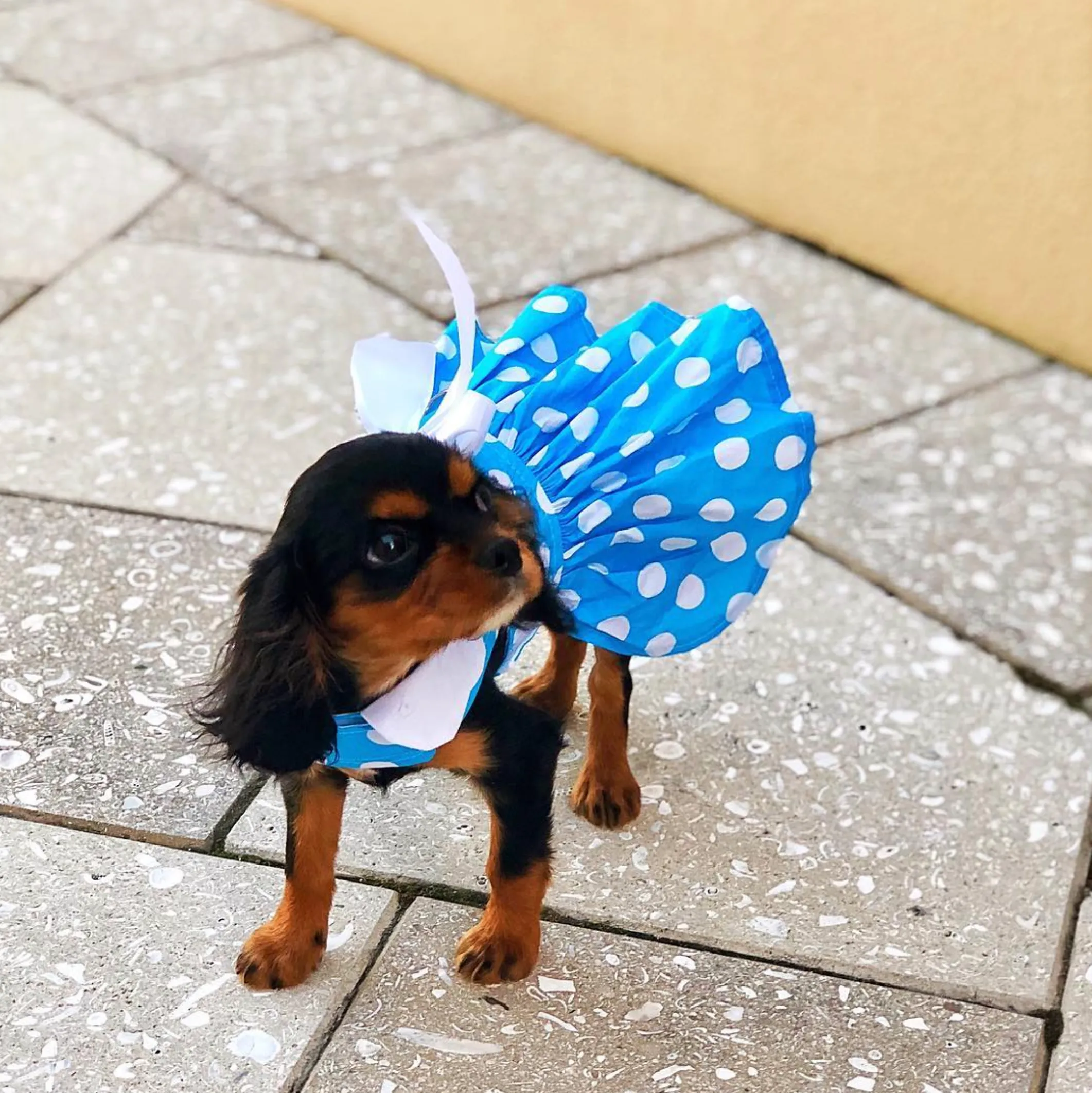 Dress | Blue Polka Dot