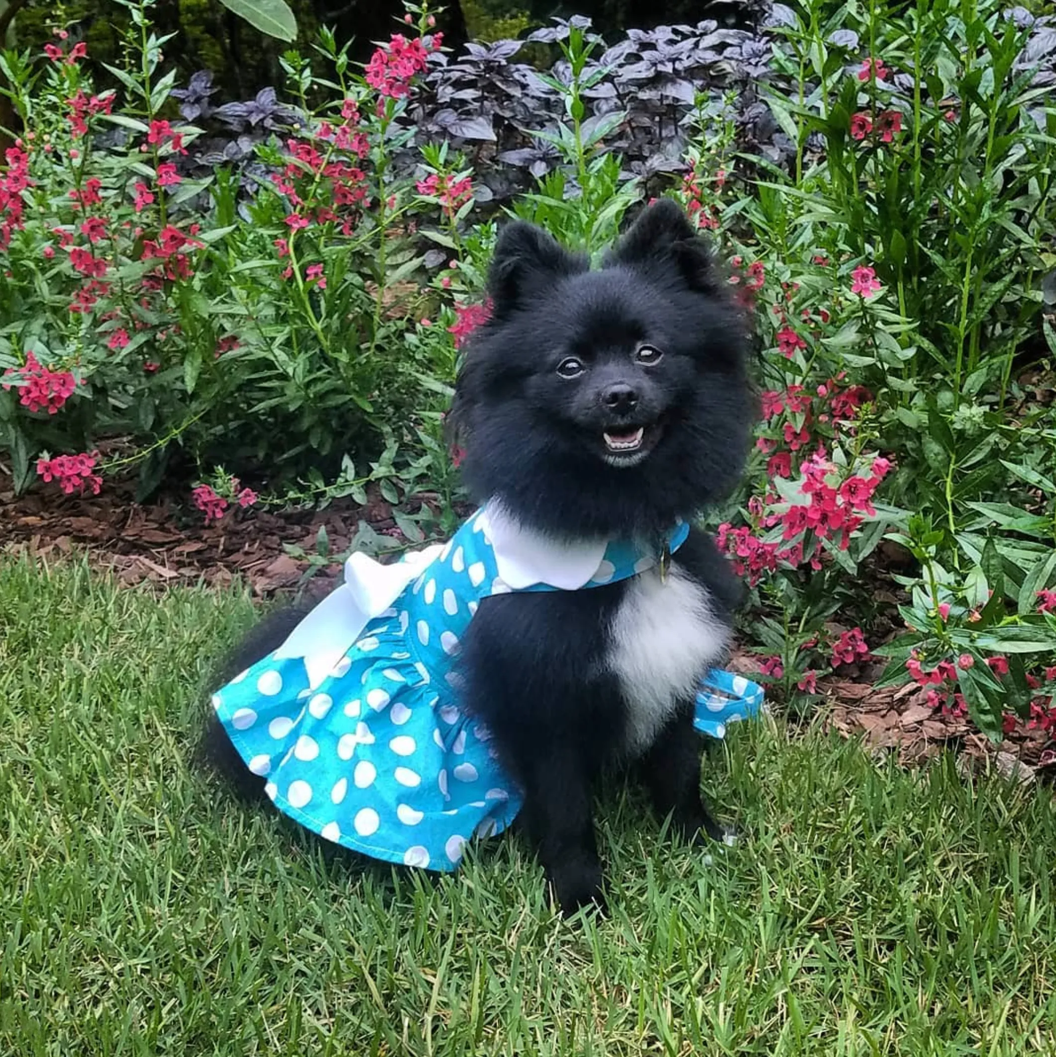 Dress | Blue Polka Dot